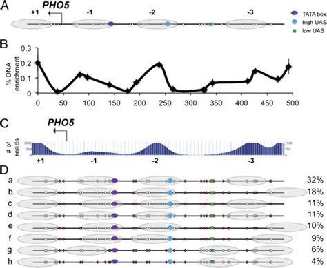 Nucleosome Positioning And Its Role In Gene Regulation In Yeast