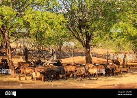 Sheep And Goat Farming In The Brazilian Caatinga Biome Sheep Eating In