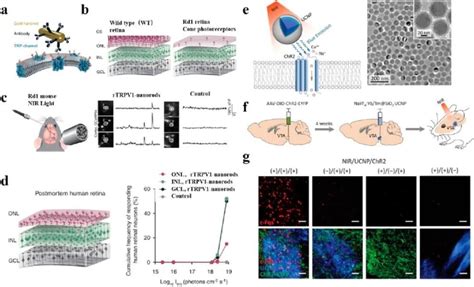 《acs Nano综述》南京大学沈群东：无线神经仿生、刺激和再生的光活性纳米材料腾讯新闻