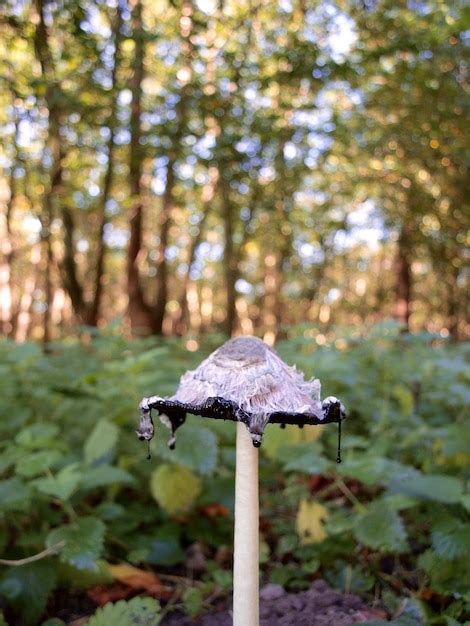 Premium Photo Close Up Of Mushroom Growing On Tree In Forest