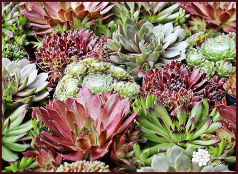 Species Spotlight Sempervivum Aka Hens And Chicks The Succulent