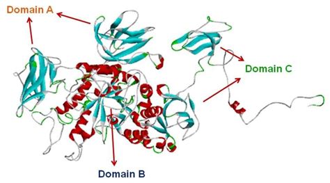 Salivary Amylase Definition, Structure Function Video, 55% OFF