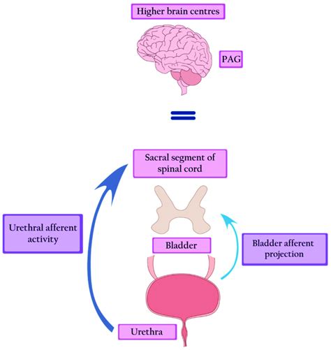 Fowler's syndrome-strong afferent signals generated by the urethra ...