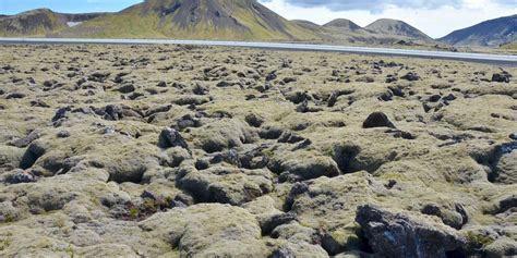 examples   unique flora  iceland flora fauna fun