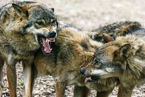 100+ Two Wolves Fighting Stock Photos, Pictures & Royalty-Free Images ...