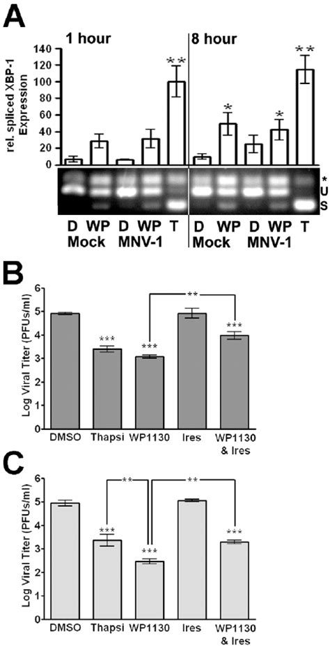 Activation Of The Upr Inhibits Mnv Infection A Wp Treatment