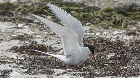 30 Birds To See In Shetland Northlink Ferries