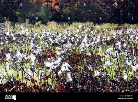 Milkweed Plants Blowing In Wind Pod Seeds Stock Photo Alamy