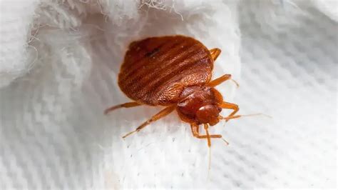 What Kills Bed Bugs Instantly The Complete Guide For