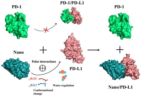 IJMS Free Full Text PD L1 Nanobody Competitively Inhibits The