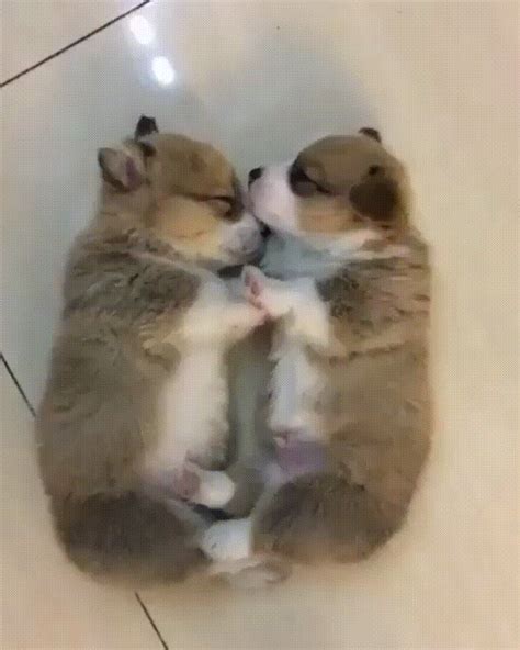 Sleeping corgi puppies : r/corgi