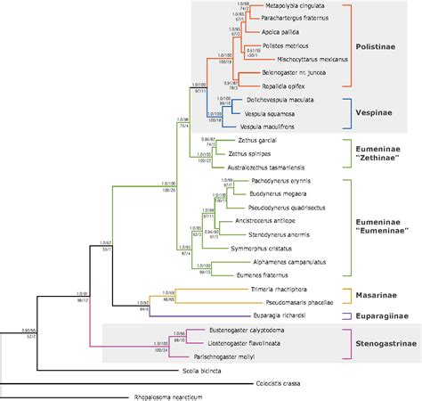 Figure 2 From Multigene Phylogeny Reveals Eusociality Evolved Twice In