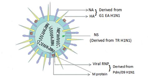 The Recently Emerged New Swine Influenza Virus G4 EA H1N1 Cusabio