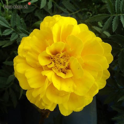 50 Pcs Yellow French Marigold Flower Seeds Hz Decorative Flower Seeds Seeds