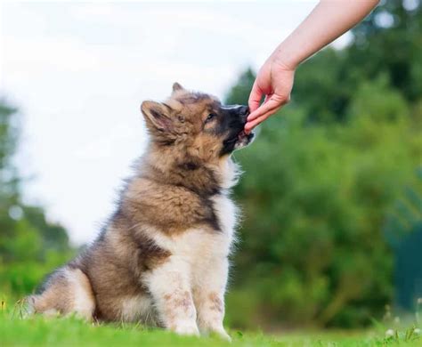 Feeding a puppy: Consider breed, size, activity level, set schedule