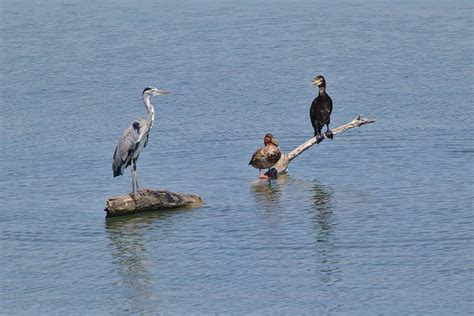 Héron Cendré Canard Cormoran Des Photo gratuite sur Pixabay