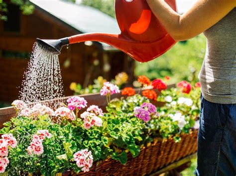 C Mo Lograr Un Buen Riego En Verano Y Mantener Las Plantas Siempre