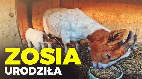 KOZA ZOSIA URODZIŁA nowe psy w schronisku MOJE MINI ZOO odc