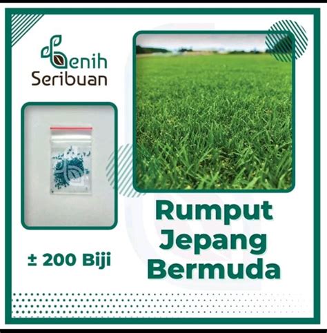 Jual 200 BENIH BIJI RUMPUT JEPANG BERMUDA GRASS SEEDS SCOTTS TURF