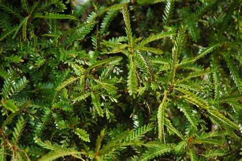 Phyllanthus (Phyllanthaceae) image 33063 at PhytoImages.siu.edu