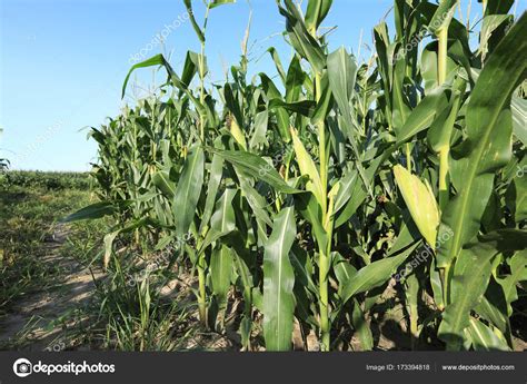 Green Maize Crop Growing Farm Stock Photo by ©lzf 173394818