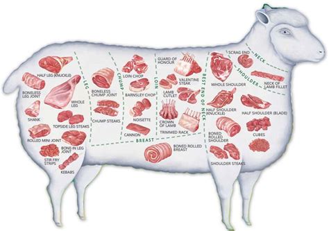 Diagram Of Cuts Of Lamb Lamb Cuts Mutton Sheep Goat Chart Di