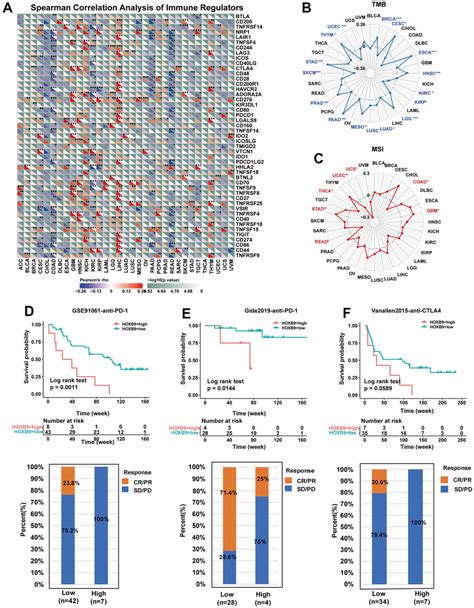 Pan Cancer Analysis Of Homeobox B As A Predictor For Prognosis And