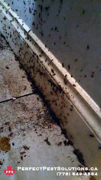 26 Tips To Prevent Indoor And Outdoor Pest Infestations