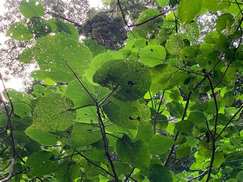 Queenslands Gympie Gympie The Worlds Most Painful Plant State