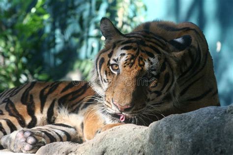 Tiger Licking Face Stock Photo Image Of Animal Wild 44079498