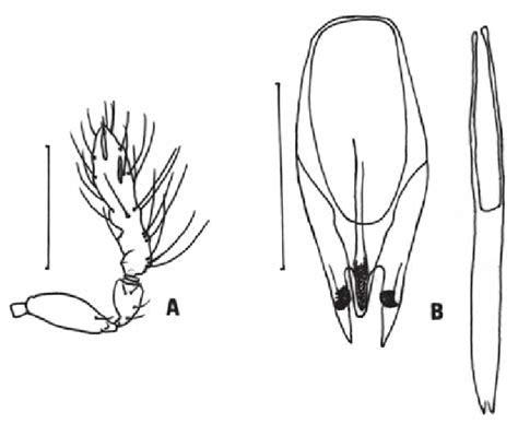 Trichogramma Colombiensis A Male Antenna B Male Genitalia Bar Download Scientific Diagram