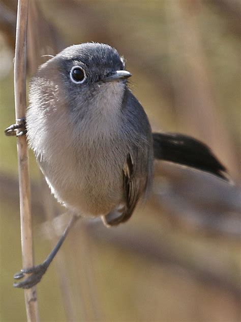 California Gnatcatcher CAGN – HollandWest