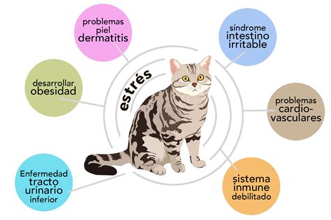 La importancia del manejo del estrés en los gatos Ka Salud Integral