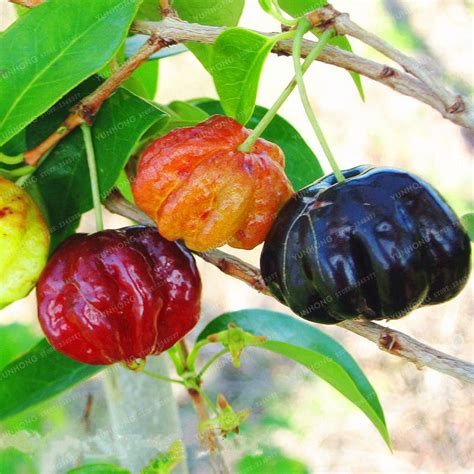 Wholesale Best Quality BRAND Surinam Cherry Seeds Pitanga Fruit Seeds ...