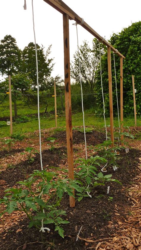 Garden Trellis For Tomatoes Ideas To Consider Sharonsable