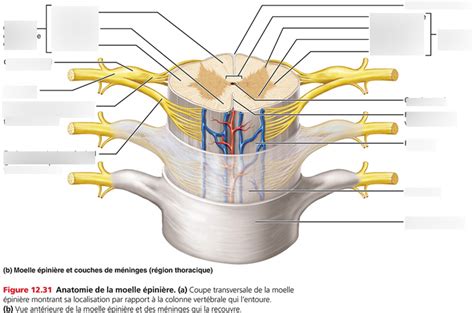 Diagram Of ANATE SYSTEME NERVEUX Quizlet