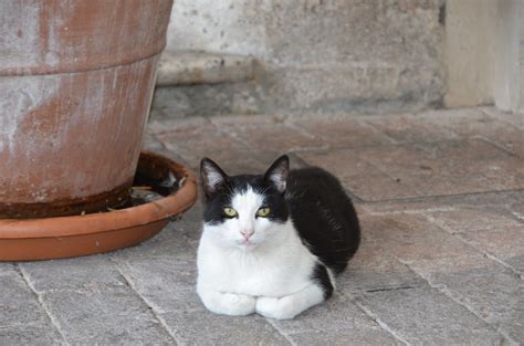 Palazzo Barberini Cat Richard Mortel Flickr