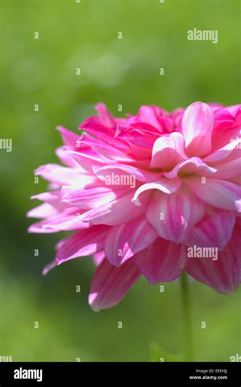 Beautiful Dahlia Blossom In The Garden Stock Photo Alamy