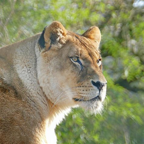 Pause Hivernale Au Zoo Des Sables Zoo Des Sables Dolonne