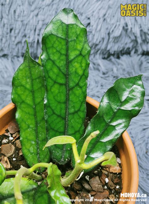 Hoya Villosa Long Rippled Edges Gallery MagicOasis Hoya Club