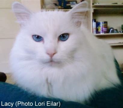 white cat ~ cute cat