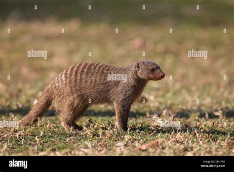 Banded Mongoose Zebra Mongoose Mungos Mungo Standing On The Ground