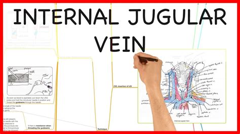 Internal Jugular Vein Anatomy Series Youtube