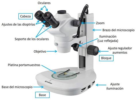 Los Mejores Microscopios Estereosc Picos