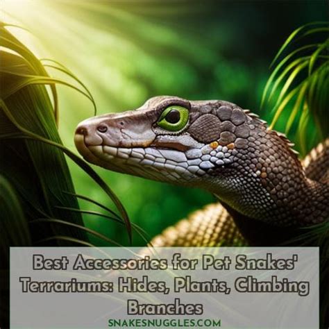 Best Accessories for Pet Snakes' Terrariums: Hides, Plants, Climbing ...