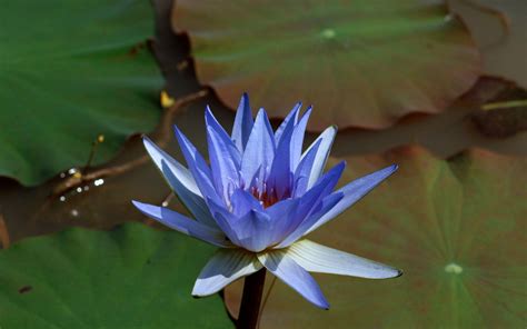 Blue Lotus Wallpapers Top Free Blue Lotus Backgrounds Wallpaperaccess