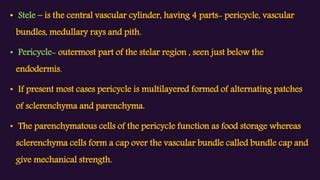 Dicot stem | PPT