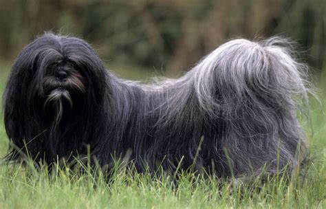 Lhassa apso : caractère et éducation – Ooreka