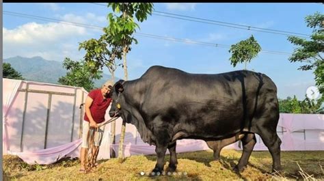 5 Artis Kurban Sapi Dengan Bobot Super Sampai 1 4 Ton