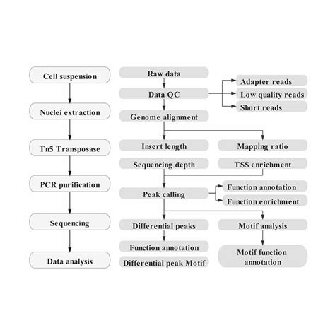 2021 Good Quality Third Generation Sequencing Assay For Transposase